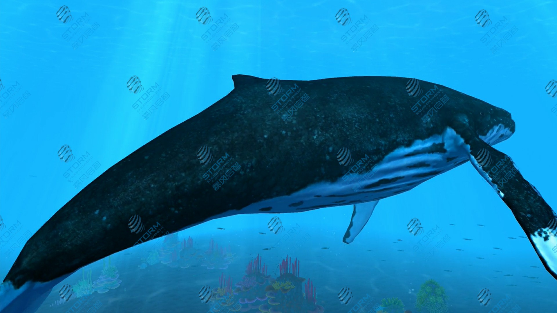 海洋探索之蓝鲸
